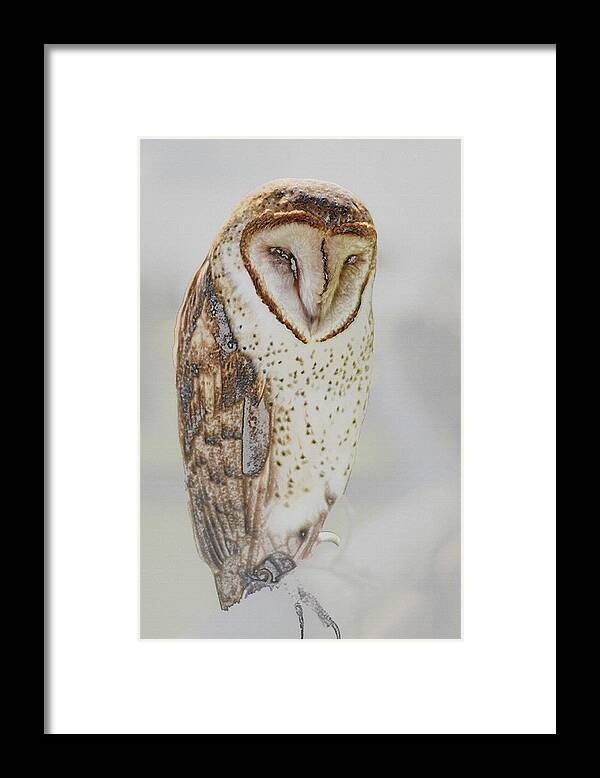 Barn Owl Framed Print featuring the photograph Barn Owl by Robert Mitchell