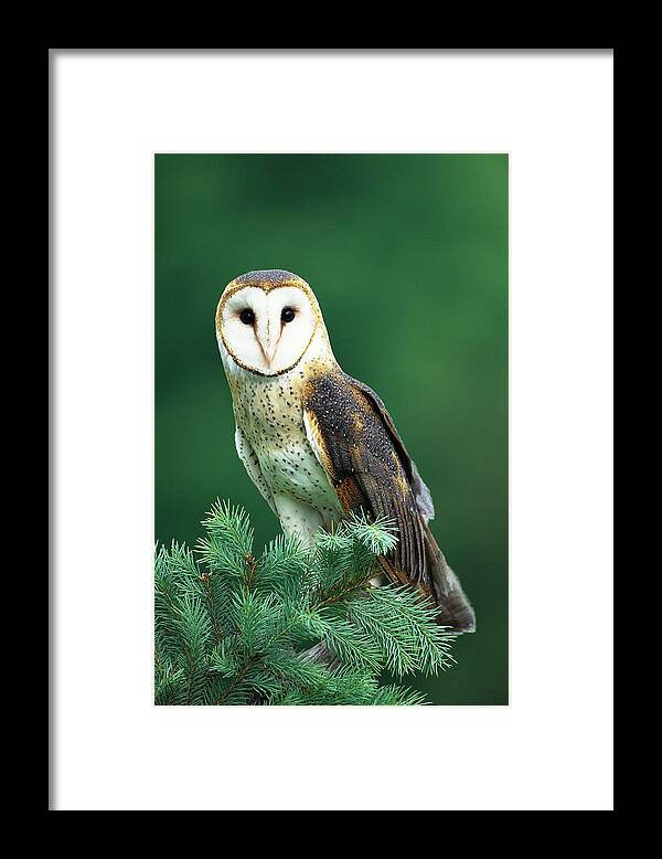 Mp Framed Print featuring the photograph Barn Owl Tyto Alba Portrait, Hudson by Tom Vezo