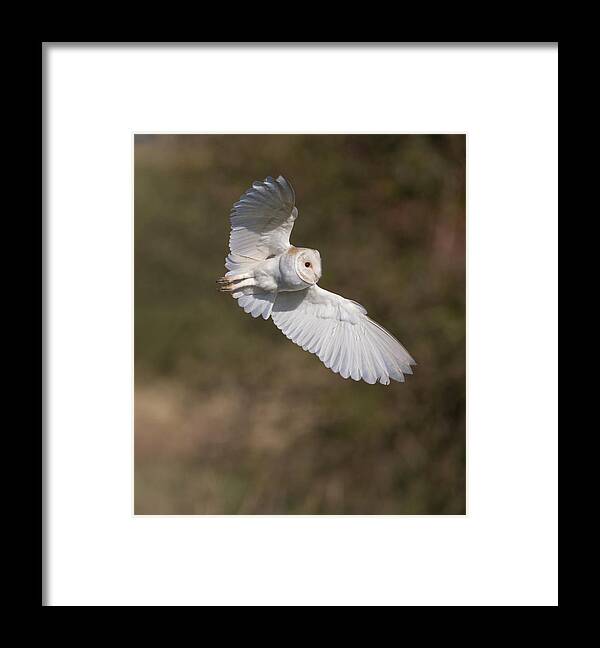 Barn Owl Framed Print featuring the photograph Barn Owl Wings by Pete Walkden