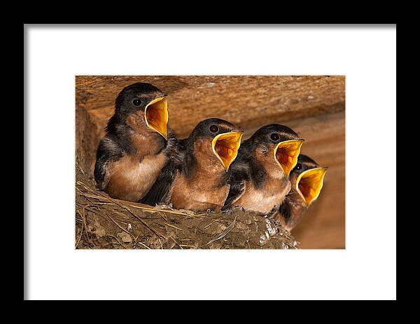 Nature Framed Print featuring the photograph Barn Swallow Chicks by Jeff Phillippi