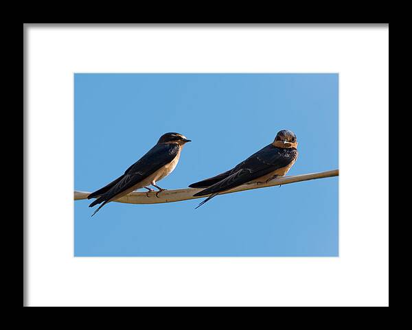 Barn Swallows Framed Print featuring the photograph Barn Swallows by Holden The Moment