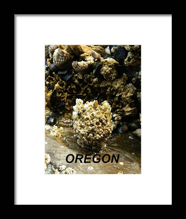 Worms Framed Print featuring the photograph Barnacle With Worm by Gallery Of Hope 