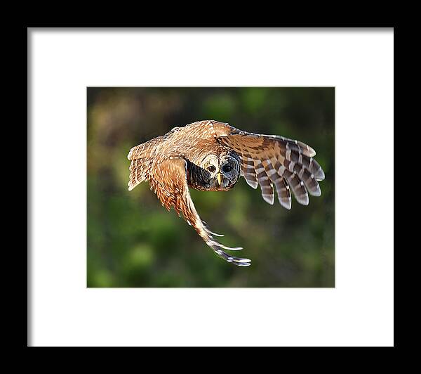Bird Framed Print featuring the photograph Barred Owl Flying toward You by Alan Lenk