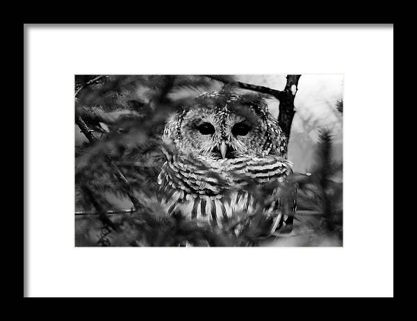 Barred Owl In Thought Framed Print featuring the photograph Barred Owl in Black and White by Tracy Winter