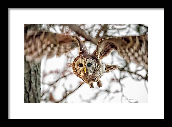 Owl Framed Print featuring the photograph Barred Owl in Flight 4830 by Dan Beauvais