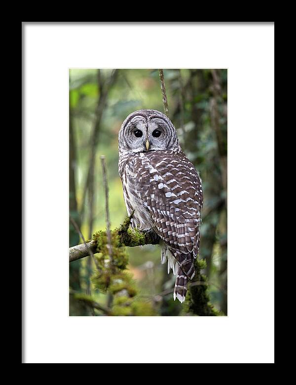 Barred Owl Framed Print featuring the photograph Barred Owl Strix varia Closeup by Michael Russell