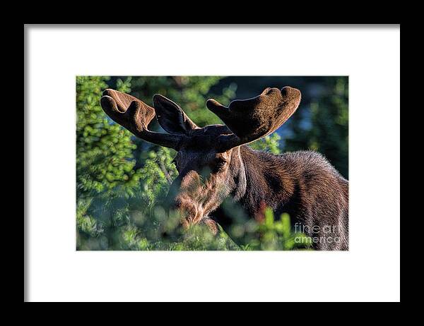 Moose Framed Print featuring the photograph Bashful by Jim Garrison
