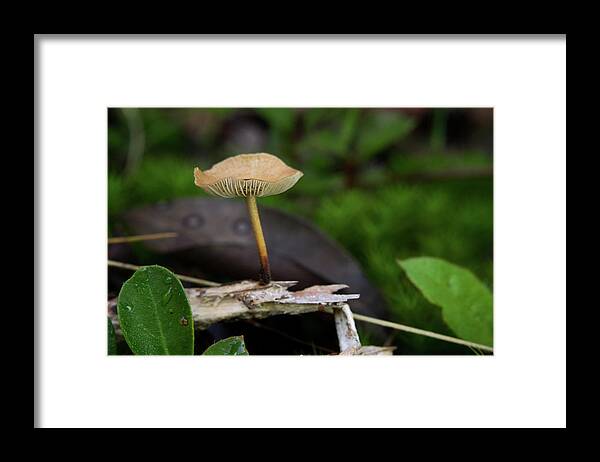 Basideomycte Framed Print featuring the photograph Basideomycte Mushroom Growing on a Sliver of Wood by Douglas Barnett