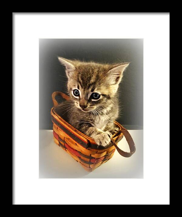 Basket Of Cute Framed Print featuring the photograph Basket of Cute by Dark Whimsy
