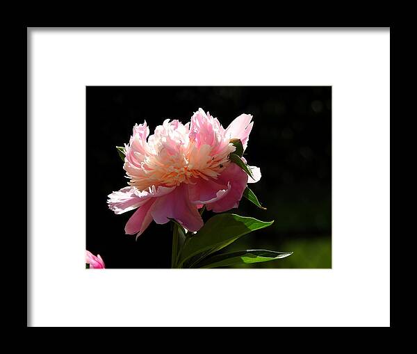 Pink Flower Framed Print featuring the photograph Basking in the Sun by Betty-Anne McDonald