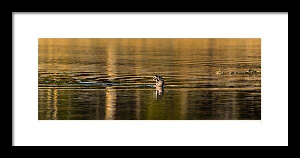 River Otter Framed Print featuring the photograph Basking In The Sunset Light by Yeates Photography