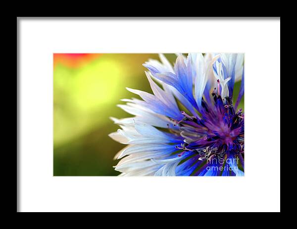 Macro.flower Framed Print featuring the photograph Batchelors Blue and white button by Baggieoldboy