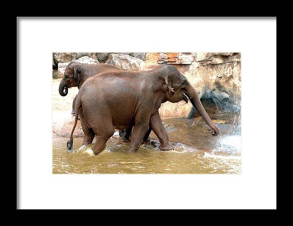 Elephants Framed Print featuring the photograph Bath Time by Baggieoldboy