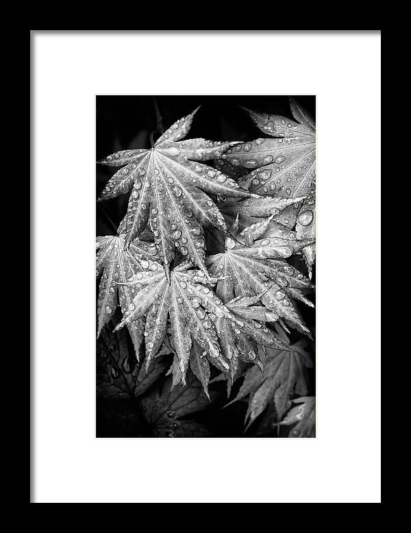 Flowers Framed Print featuring the photograph Bathed in Spring by Steven Clark