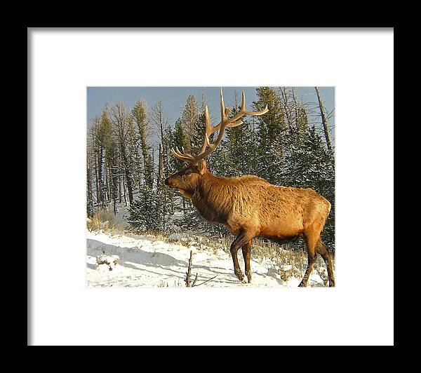 Bull Framed Print featuring the photograph Battle Weary Bull by Katie LaSalle-Lowery