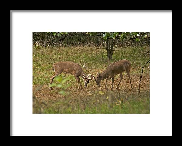 Whitetail Framed Print featuring the photograph Battling Whitetails 0102 by Michael Peychich