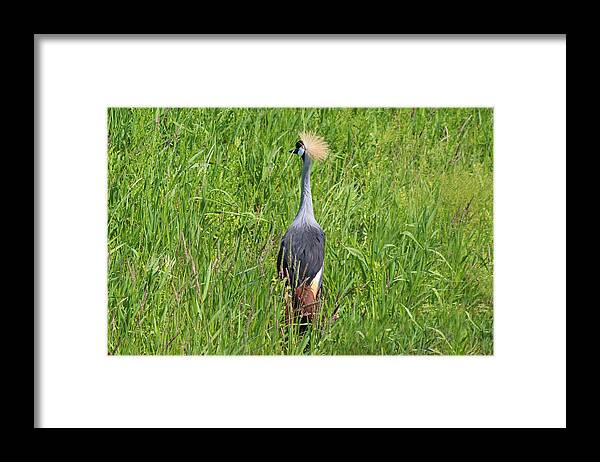 East African Crowned Crane Framed Print featuring the photograph Baxter by Michiale Schneider