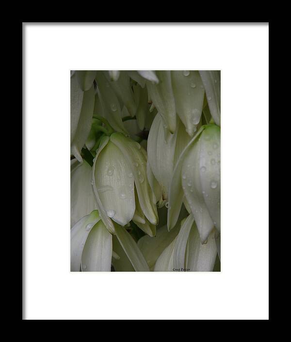 Flowers Framed Print featuring the photograph Bayonet Bloom by Greg Patzer