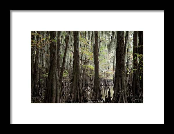 Swampland Framed Print featuring the photograph Bayou Trees by David Chasey