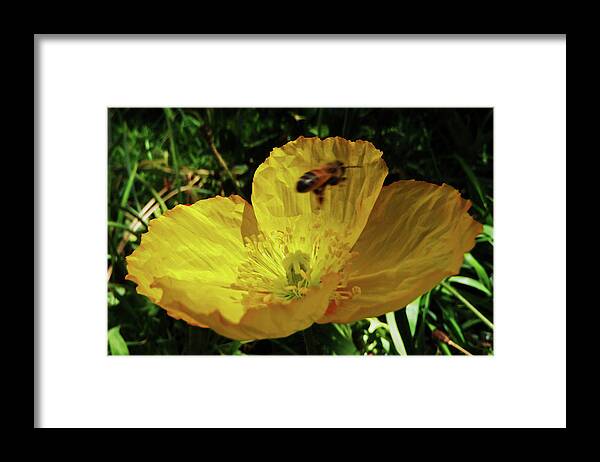 Spring Flowers Framed Print featuring the photograph Be Flowered by Daniele Smith