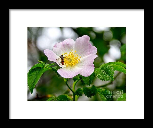 Wild Rose Framed Print featuring the photograph Be my guests. by Elena Perelman
