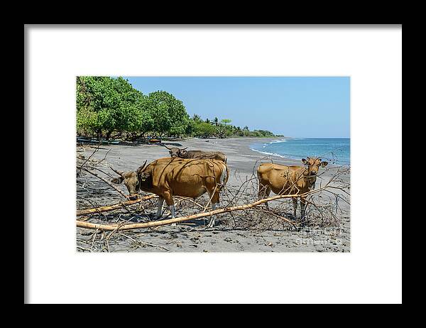Landscape Framed Print featuring the photograph Beach at Liquica by Werner Padarin