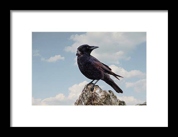 Crow Framed Print featuring the photograph Beach Bum Crow by Peggy Collins