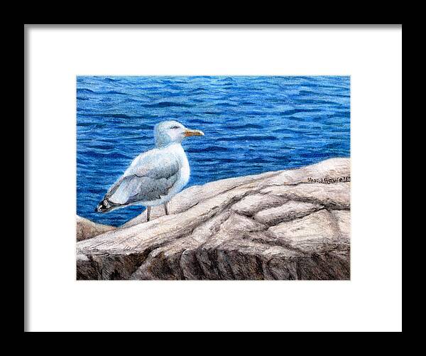 Herring Gull Framed Print featuring the drawing Beach Bum by Shana Rowe Jackson