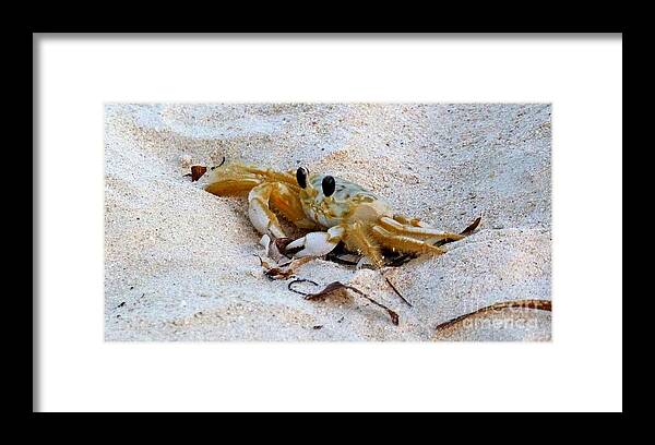 Photography Framed Print featuring the photograph Beach Crab by Francesca Mackenney