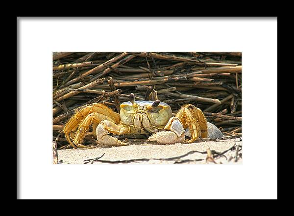 Carb Shore Beach Sand Salt Straw Ocean Sea Coast Framed Print featuring the photograph Beach Crab by Robert Och