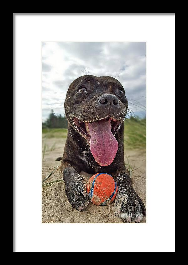 Beach Dog Framed Print featuring the photograph Beach Dog - More Play? by Kaye Menner by Kaye Menner