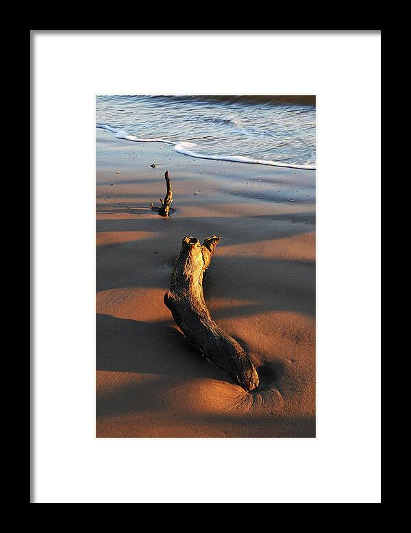 Beach Framed Print featuring the photograph Beach Driftwood by Ted Keller