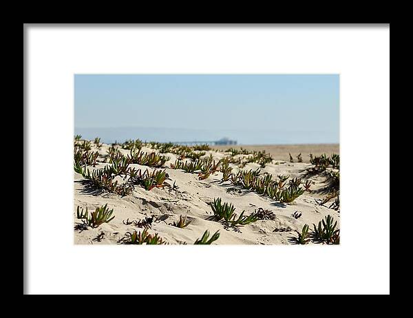 Ice Plant Covered Dune On California's Newport Beach. Framed Print featuring the photograph Beach Dune by Brian Eberly