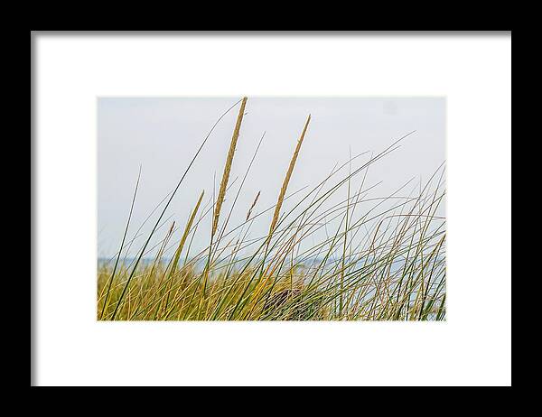  Framed Print featuring the photograph Beach grass by Kendall McKernon