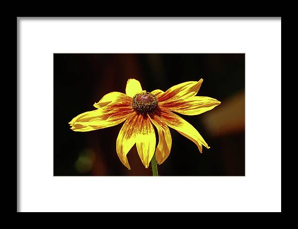 Sunflower Framed Print featuring the photograph Beams by Jean Booth