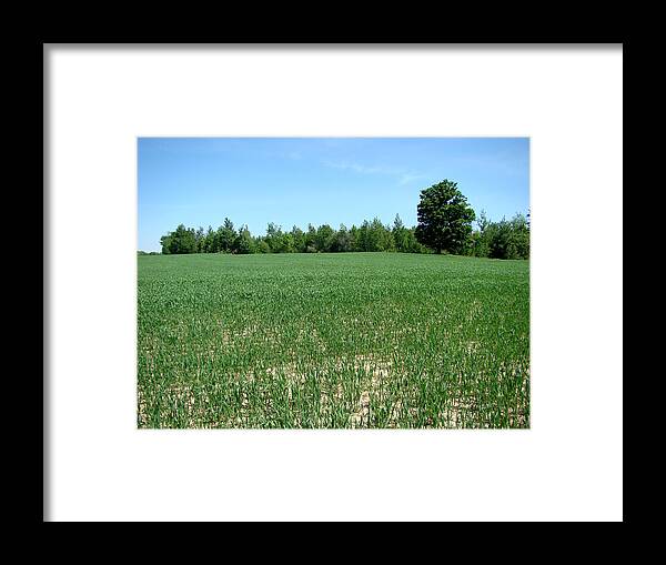 Landscape Framed Print featuring the photograph Bean Field by Todd Zabel