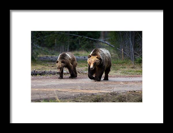 Bear Framed Print featuring the photograph Bear Crossing by Carolyn Mickulas