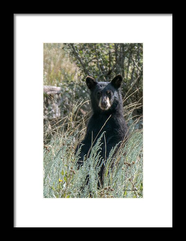 Black Bear Framed Print featuring the photograph Bear Cub At Waterton Canyon by Stephen Johnson