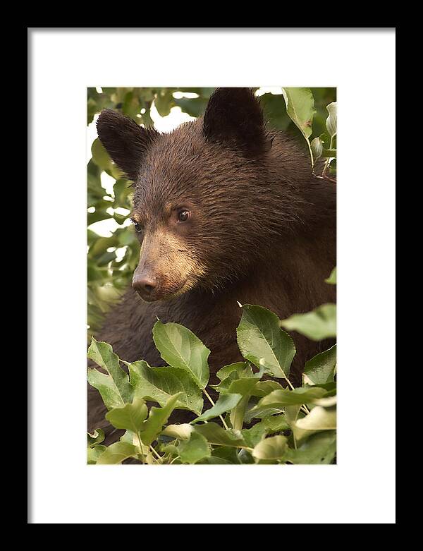  Framed Print featuring the photograph Bear Cub in Apple Tree1 by Loni Collins
