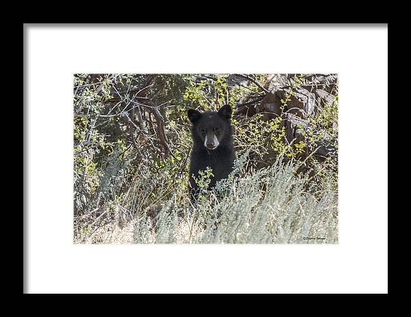 Black Bear Framed Print featuring the photograph Bear Cub Looking For Mom by Stephen Johnson