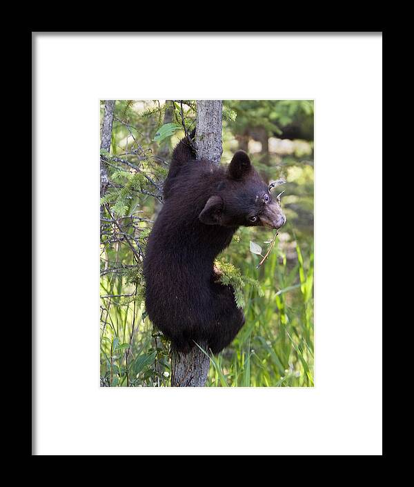 Bear Framed Print featuring the photograph Bear cub on tree by Jack Nevitt