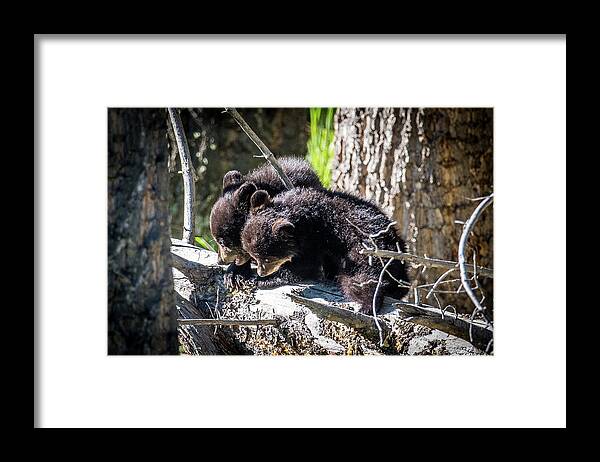 Black Bear Framed Print featuring the photograph Bear Cubs by Paul Freidlund