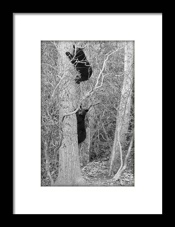 Bear Framed Print featuring the photograph Bear Cubs by Tammy Schneider
