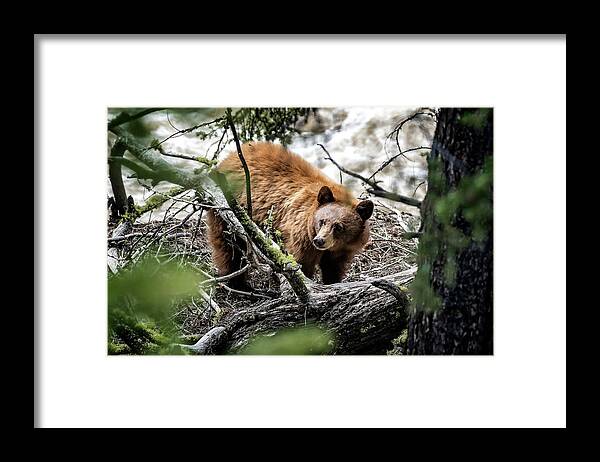 Bear Framed Print featuring the photograph Bear in Trees by Scott Read