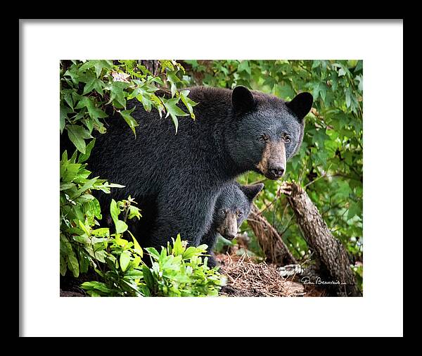 Bear Framed Print featuring the photograph Bear Mom and Cub 9539 by Dan Beauvais