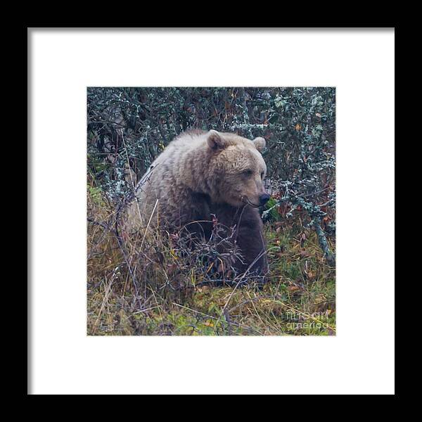 Bear Framed Print featuring the photograph Bear square by Torbjorn Swenelius