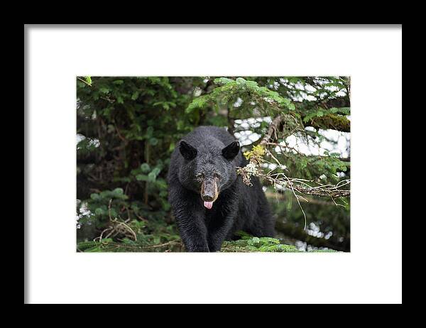 Black Bear Framed Print featuring the photograph Bear Tongue by David Kirby