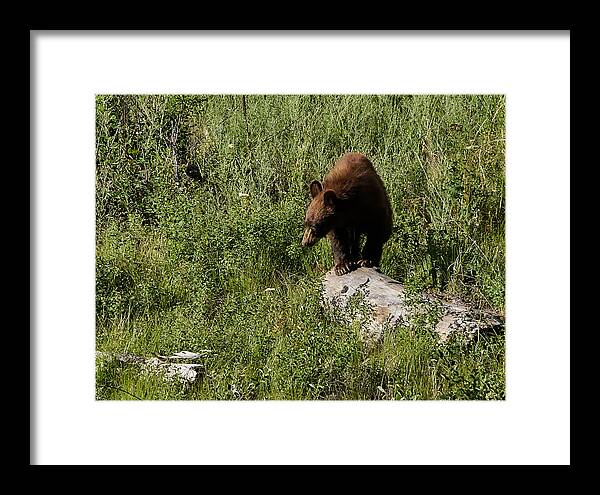 Bear Framed Print featuring the photograph Bear1 by Loni Collins