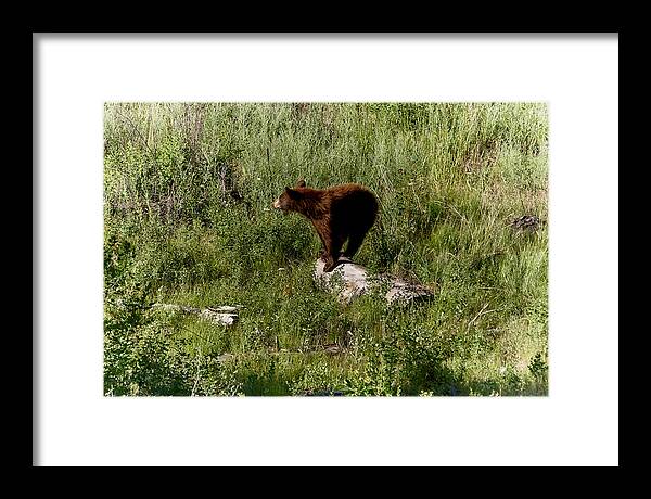 Bear Framed Print featuring the photograph Bear2 by Loni Collins