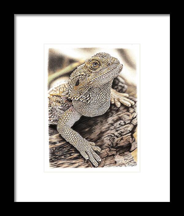 Bearded Dragon Framed Print featuring the drawing Bearded Dragon by Casey 'Remrov' Vormer